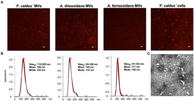 Membrane vesicles in Acidithiobacillia class extreme acidophiles: influence on collective behaviors of ‘Fervidacidithiobacillus caldus’